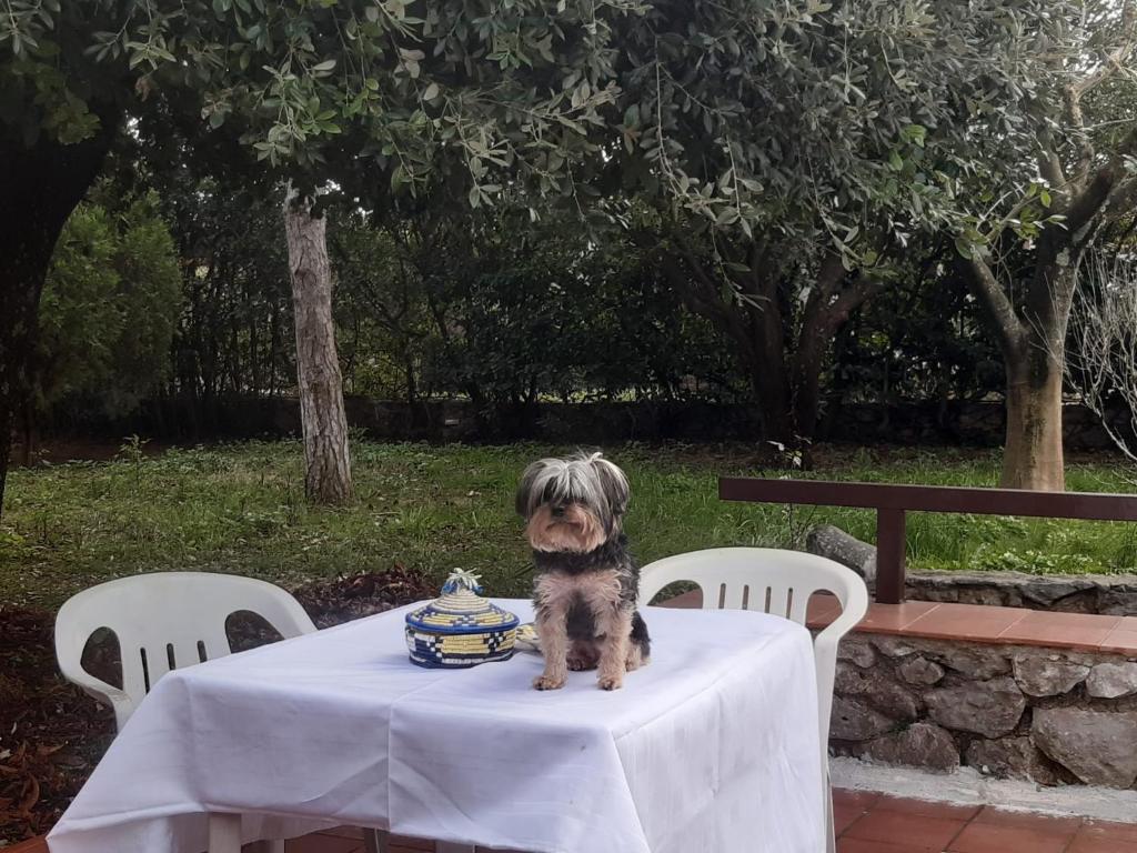 a small dog sitting on a table with a cake at la casa di Mario in Itri