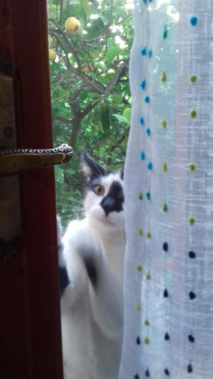 iliolithos rooms - 19