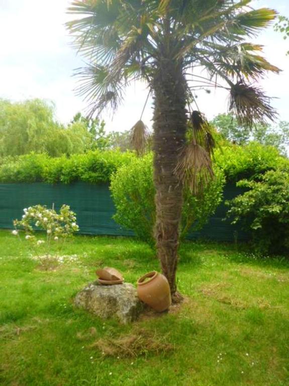 a palm tree with shoes sitting on a rock next to a tree at Villa de 4 chambres avec piscine privee jardin clos et wifi a Aytre a 5 km de la plage in Aytré