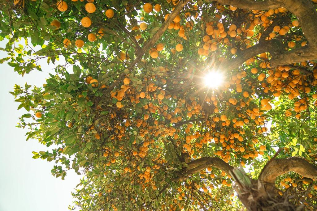 Montana Lodge Motel - Resim 8