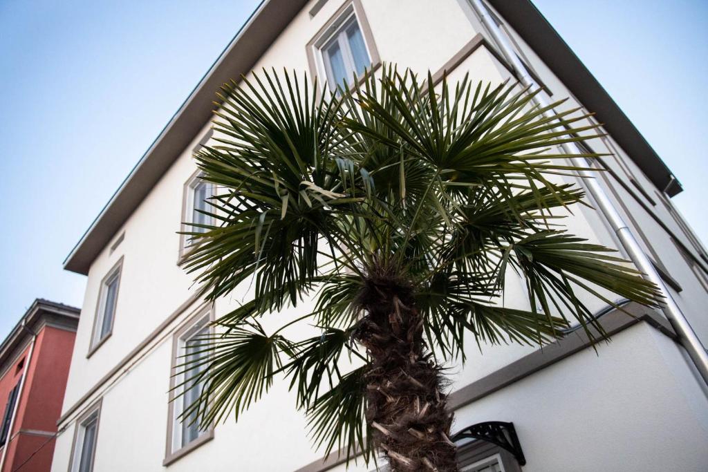 a palm tree in front of a building at Le PALME in Parma