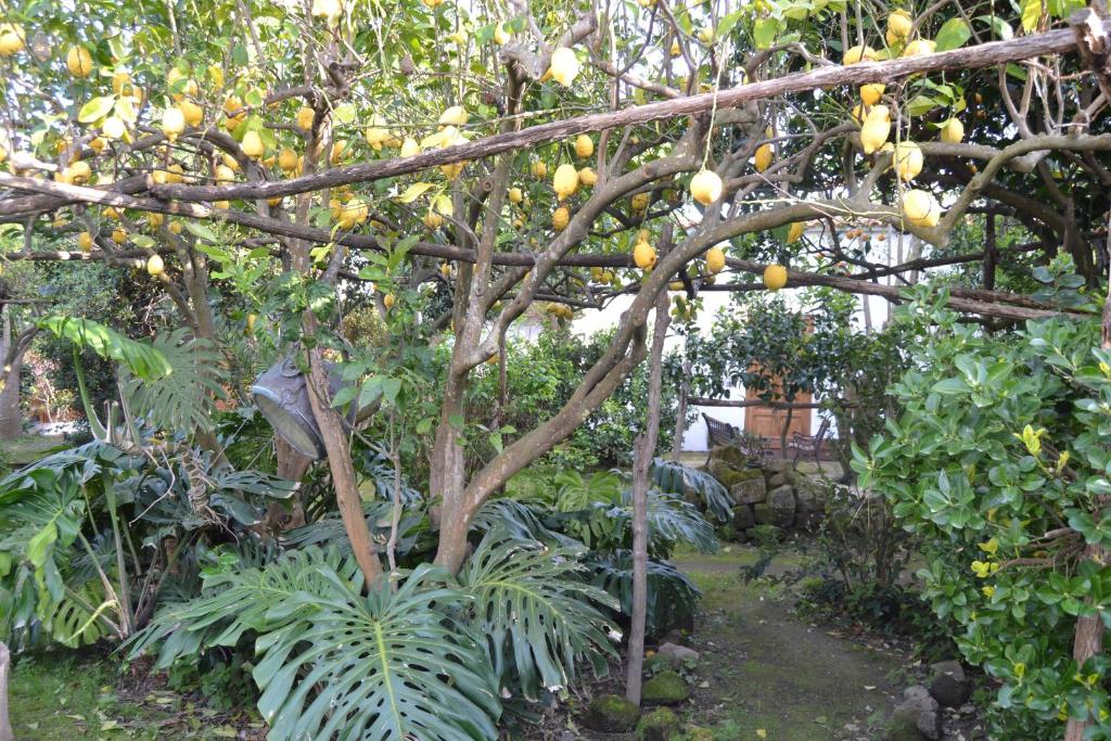 a tree with lots of fruits hanging from it at Piccolo Tirreno Hotel Residence in Procida