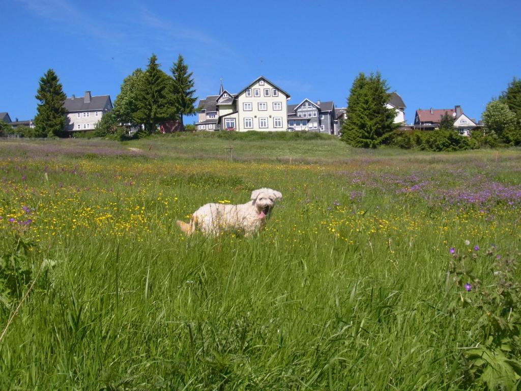Domácí mazlíčci ubytovaní s hosty v ubytování Hotel Schöne Aussicht