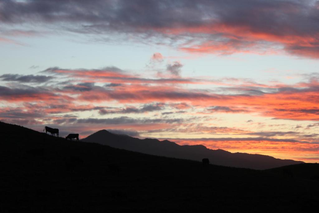 two cows standing on top of a hill at sunset at Cosy Country Cottage on a Sunny Hill in New Plymouth