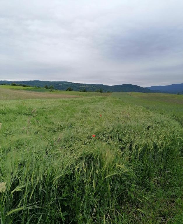 Apartment & Rooms Arija - Camera Doppia Superiore