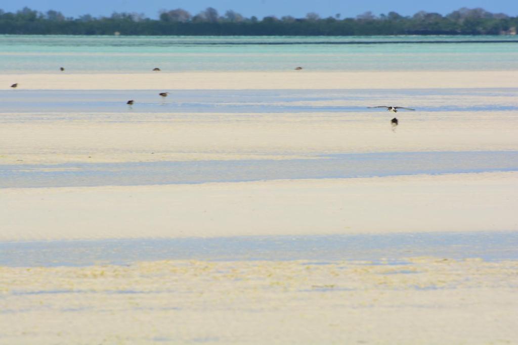 un pájaro parado en el agua en una playa en Emerald Bay Resort, en Kizungu