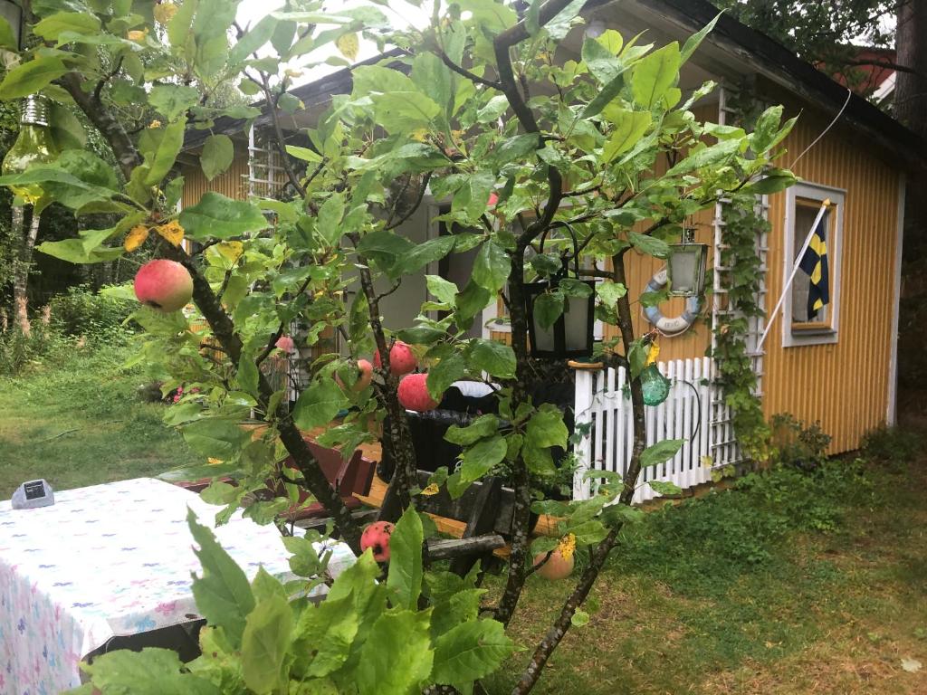 a small apple tree in front of a house at Apple tree cabin with river views in Avesta