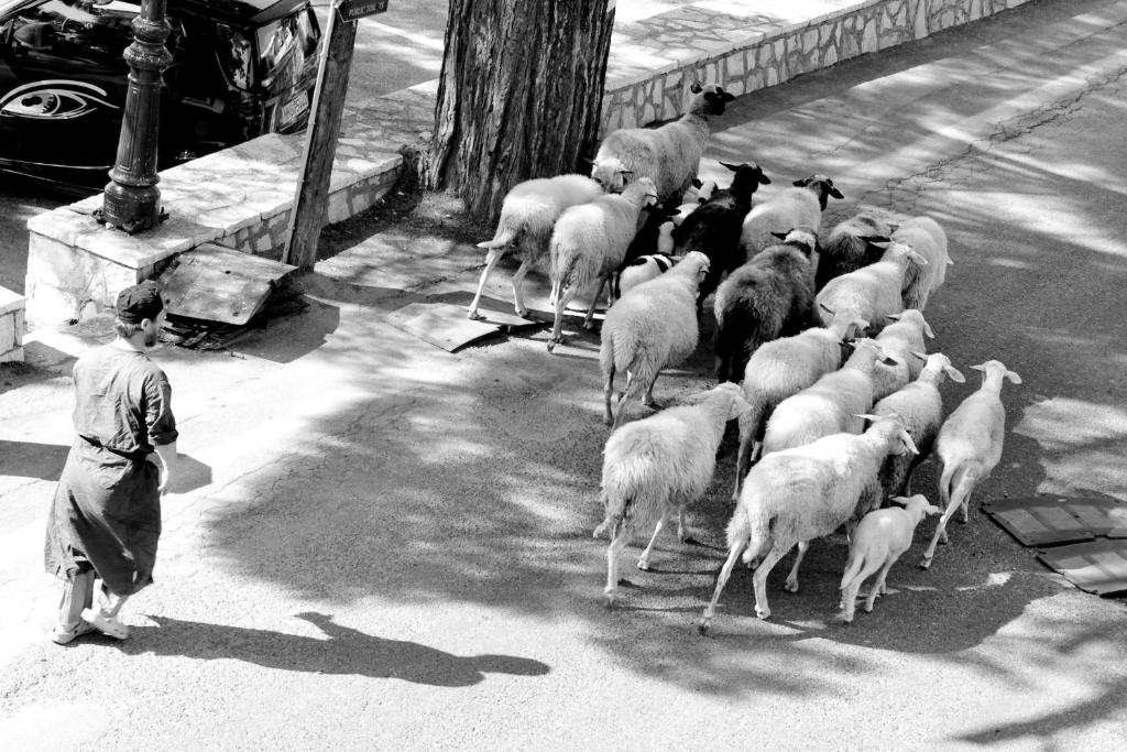 a boy watching a herd of sheep walking down the street at Zefiros Traditional Hotel in Paleokastritsa