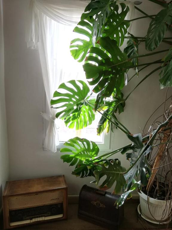 Fotografie z fotogalerie ubytování Guest House Vodolei v destinaci Kotel