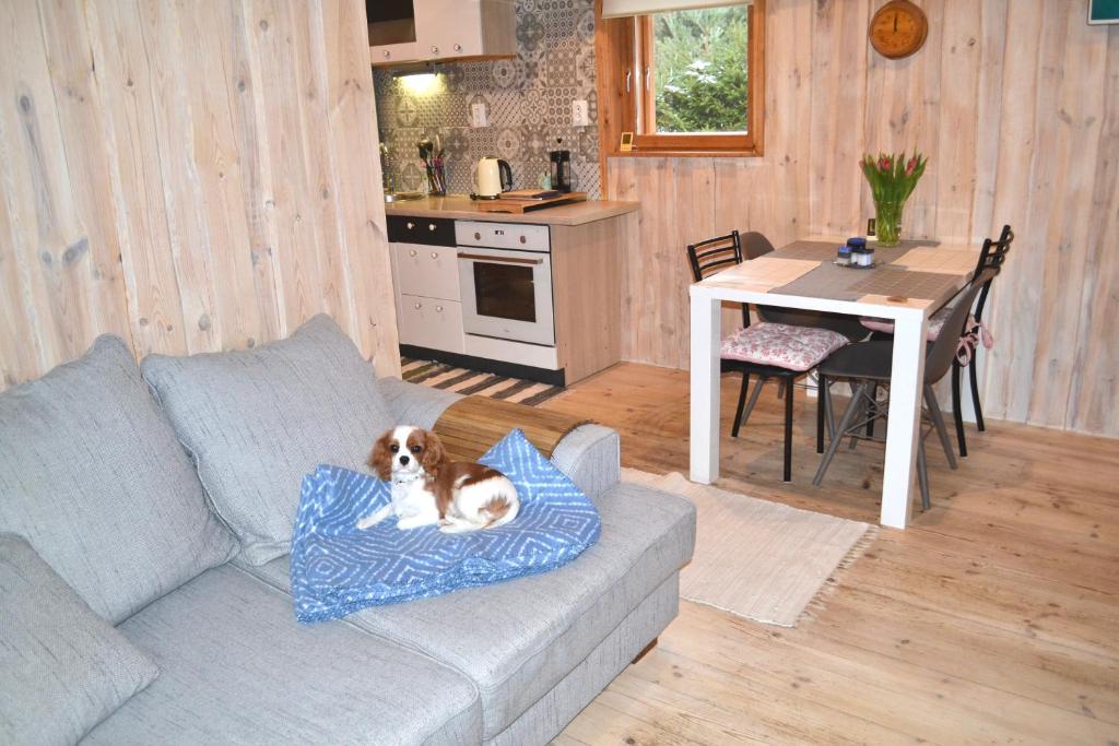 un perro está sentado en una almohada en un sofá en Nõmme Holiday Home, en Pamma