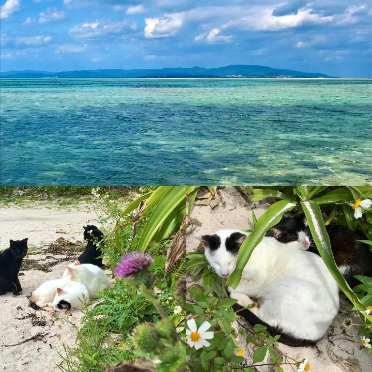 a group of cats laying on the beach at Travelers House おーさんてぃん青空舎 in Taketomi