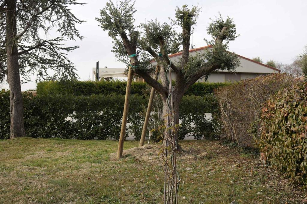 Ogród w obiekcie Apartment in Bardolino - Gardasee 39739