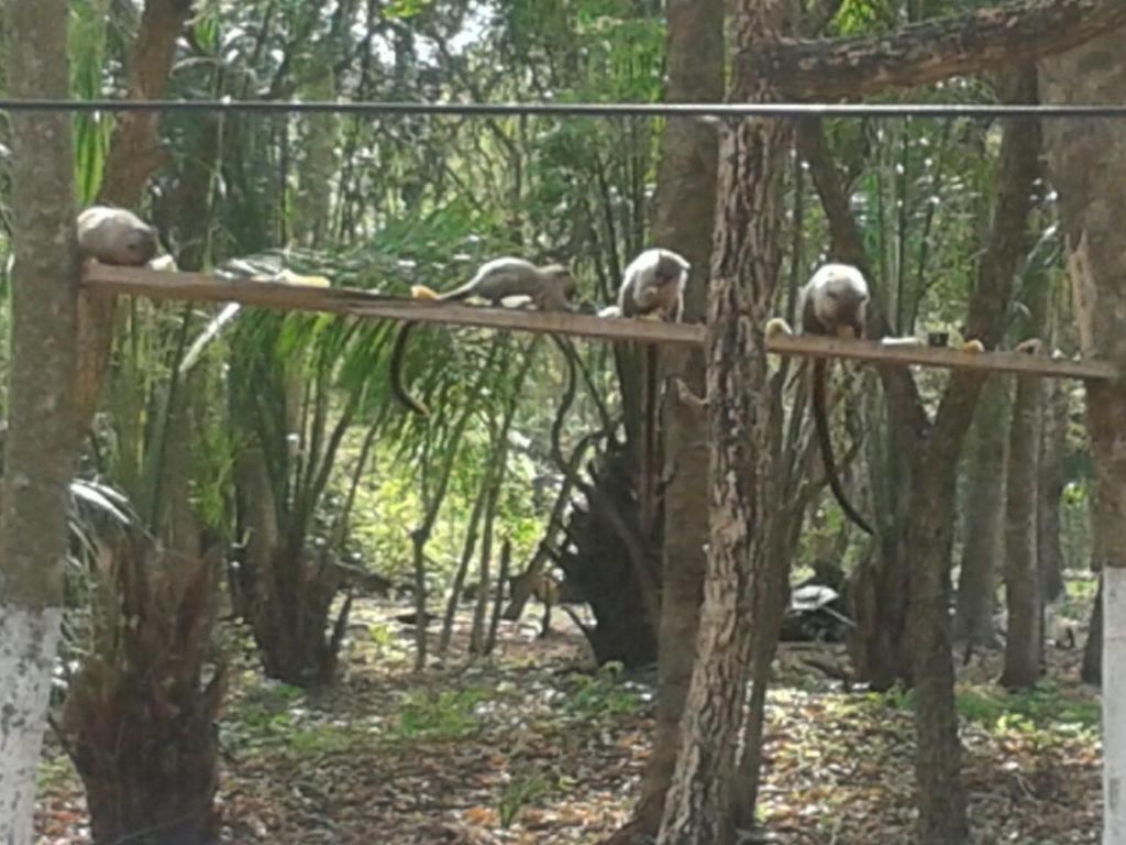 Sítio Rancho Tôa Tôa