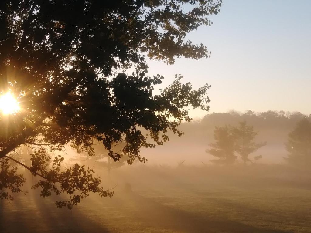 a foggy field with trees and the sun in the background at Twin Peaks B&B in Mindemoya