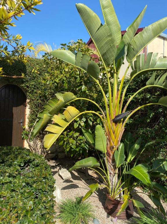 a garden with a palm tree and other plants at EPISKOPI VILLA, Luxury 4 Bedroom with Pool - Limassol in Limassol