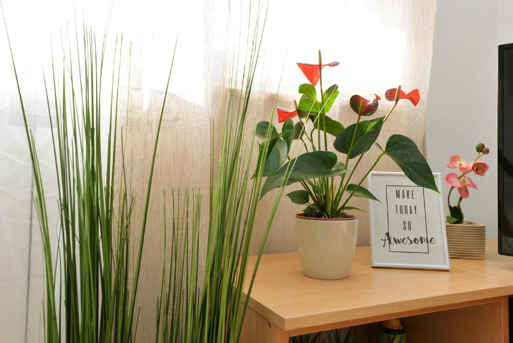 a table with plants and a sign on it at Apartments Divna in Betina