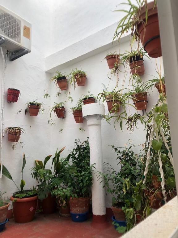 Ogród w obiekcie HOSTAL COSTA SOL