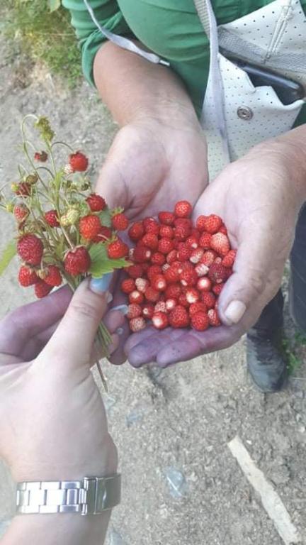 two people holding a bunch of berries in their hands at Dulović - KATUN POTOCI in Kolašin