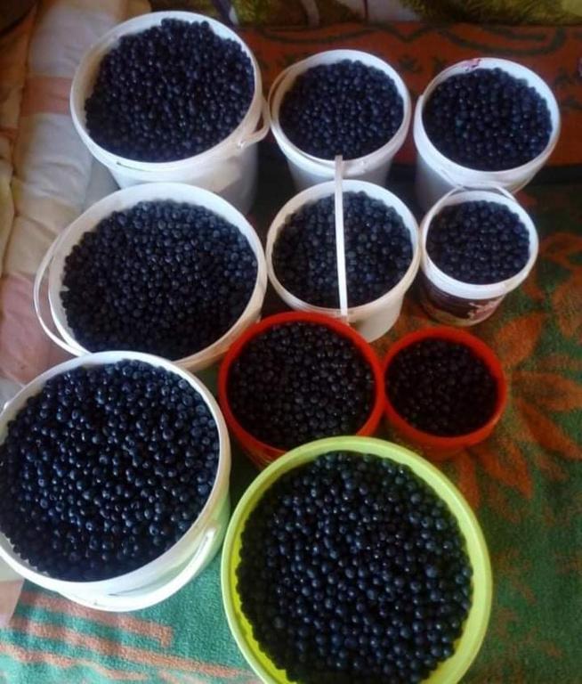 a group of bowls filled with blackberries on a table at Dulović - KATUN POTOCI in Kolašin