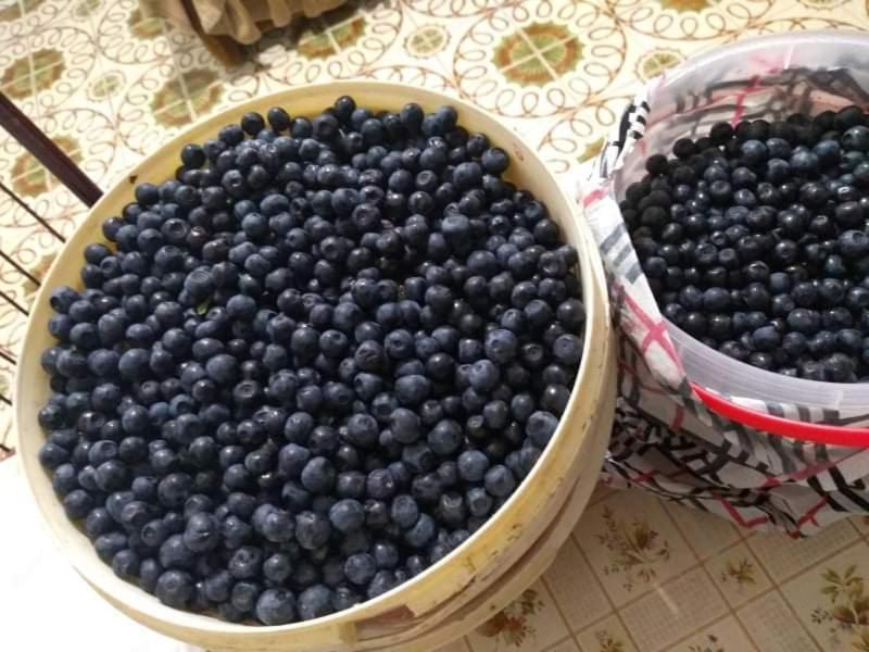 two baskets of blueberries sitting on a table at Dulović - KATUN POTOCI in Kolašin