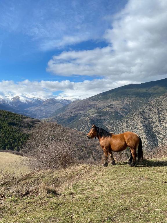 Άλλα ζώα σε αυτή η εξοχική κατοικία ή στη γύρω περιοχή