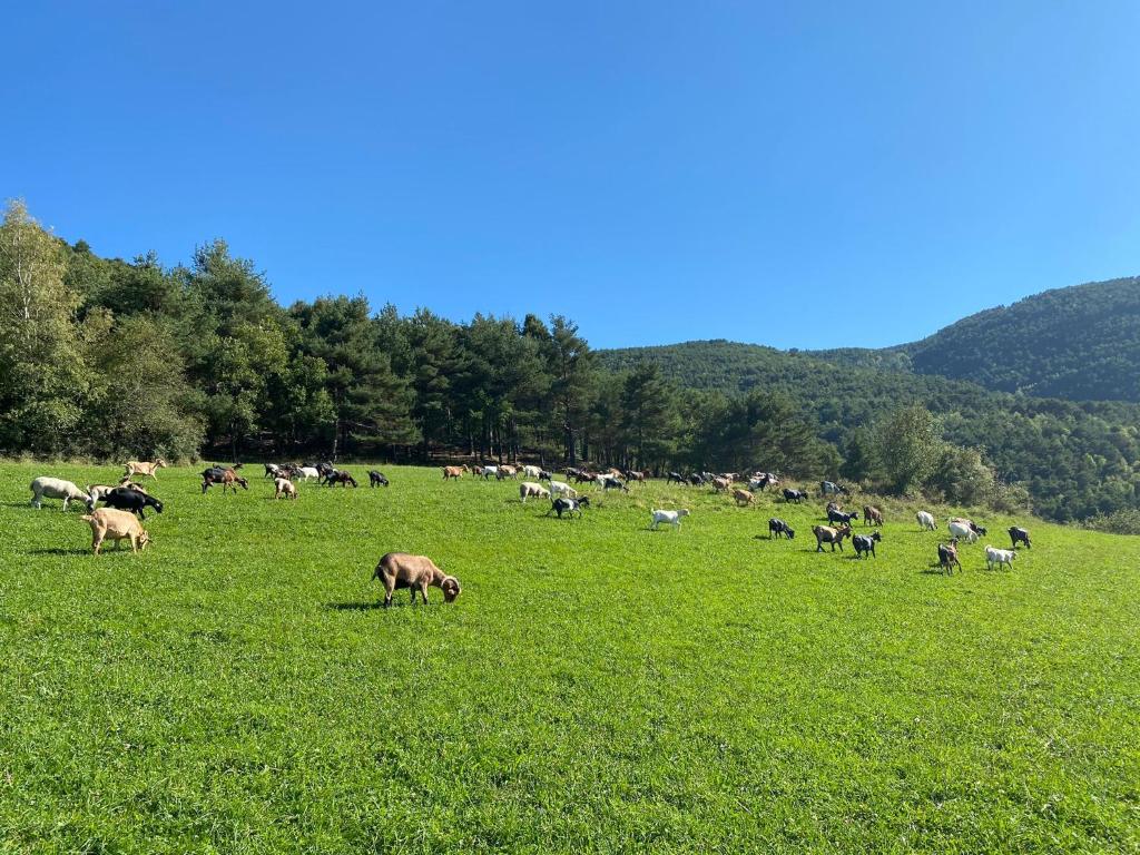 Άλλα ζώα σε αυτή η εξοχική κατοικία ή στη γύρω περιοχή
