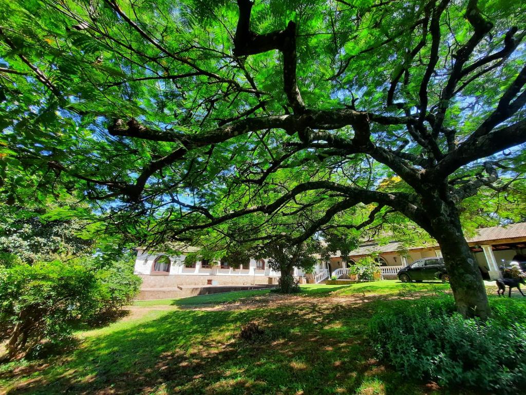 un gran árbol en un patio junto a una casa en Mein Land Paraguay - Bed & Breakfast, en Independencia