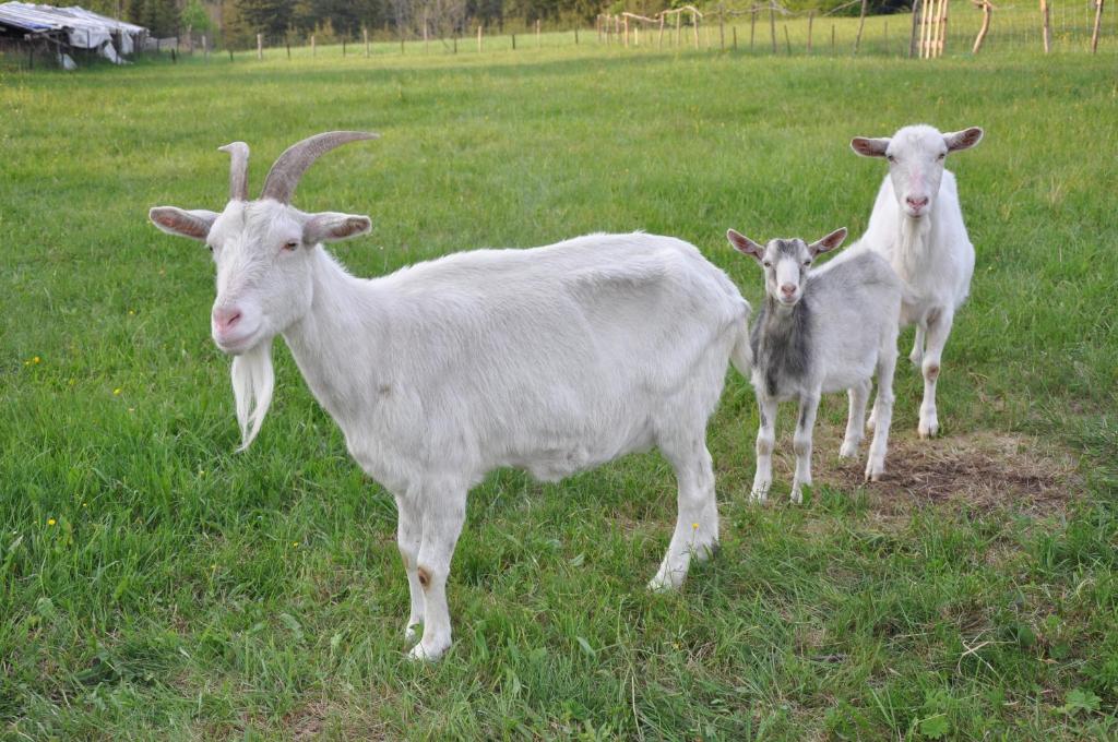 APARTAMENTY "U Bliźniaków" - 18