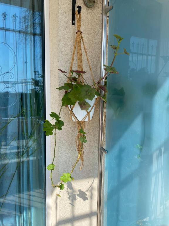 a plant is growing on the side of a door at SPA Apartament Sirius house in Saints Constantine and Helena