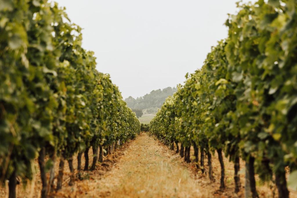 Chambres d'hôte & Gîte Château Le Conte - Saint Emilion - 17