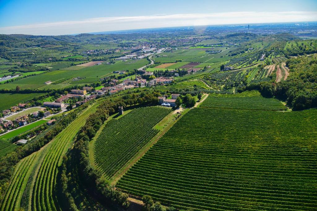 an aerial view of a field of green vineyards at Tenuta Delo Relais in Novaglie