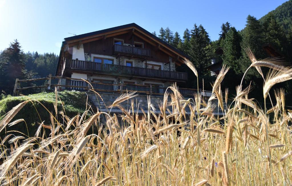 a house in the middle of a field of tall grass at Casa Fil in Cogne