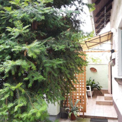 Zahrada ubytování Agave Apartman