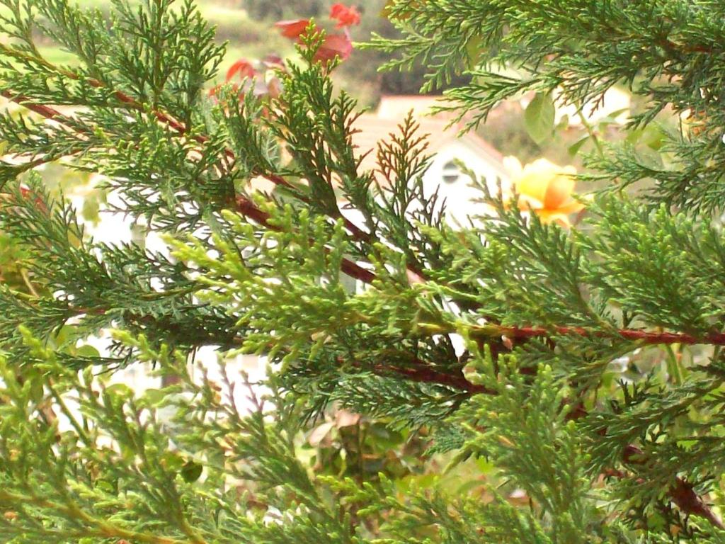 a close up of a pine tree branch with flowers at Minas Apartments in Divarata