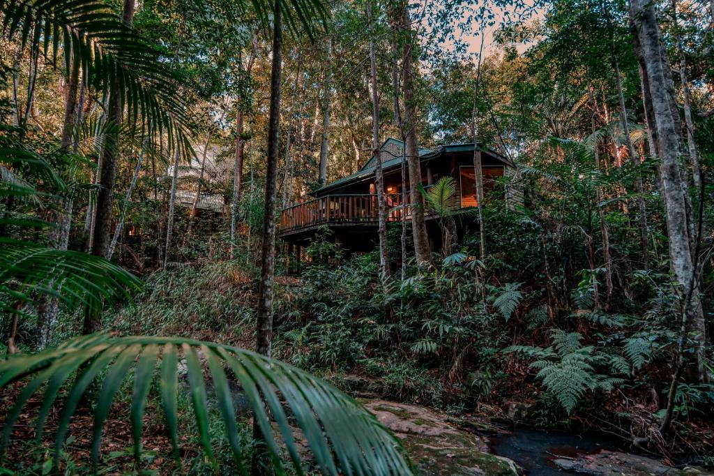 una casa sull'albero in mezzo alla foresta di Narrows Escape Rainforest Retreat a Montville