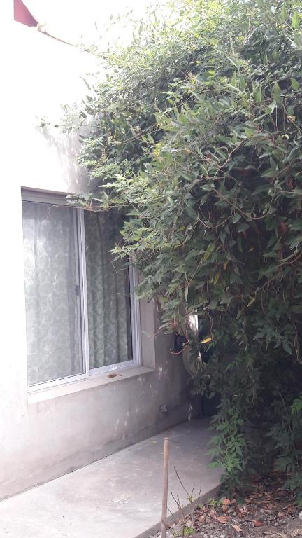 un arbre pousse à côté d'une fenêtre dans l'établissement Verde Silencio, à Tandil