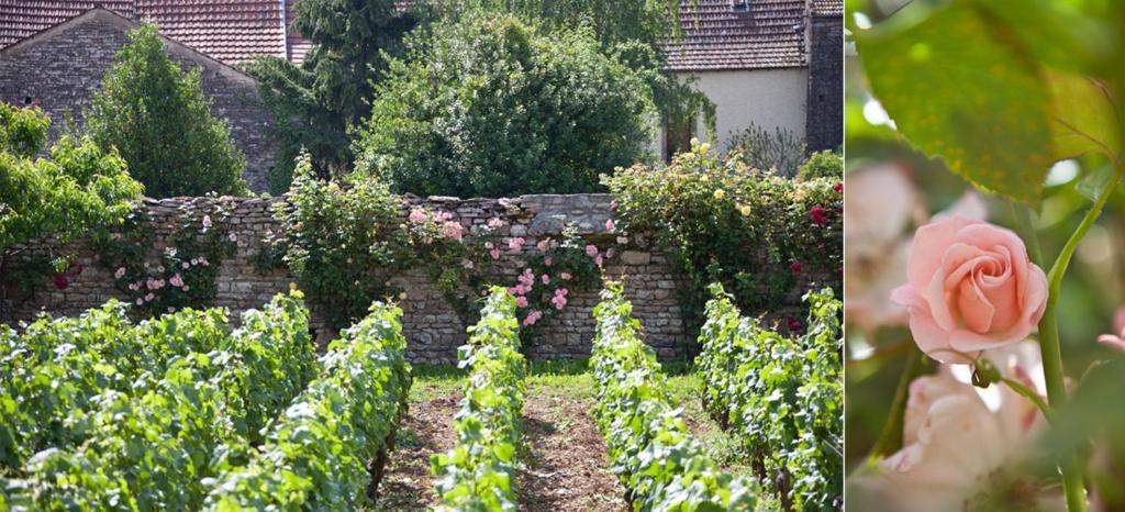 Zahrada ubytování Domaine VIOLOT-GUILLEMARD