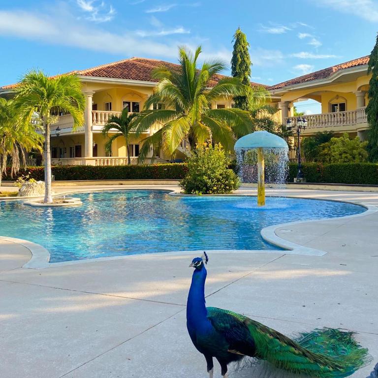 a peacock standing in front of a swimming pool at La Ensenada Beach Resort in Tela