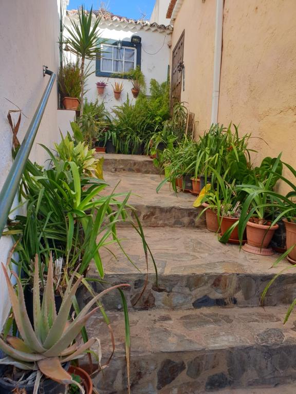 un groupe de plantes en pot sur les escaliers d'une maison dans l'établissement Casa Apartamento Los Llanos, à Los Llanos de Aridane