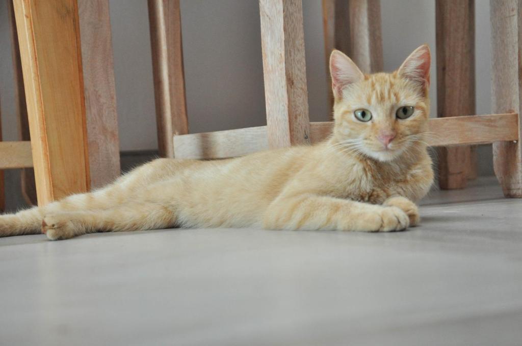 Domácí mazlíčci ubytovaní s hosty v ubytování Casa Naranja