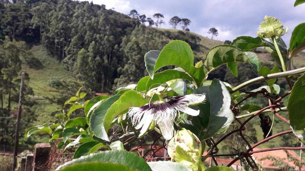  Chalés do Alcantilado