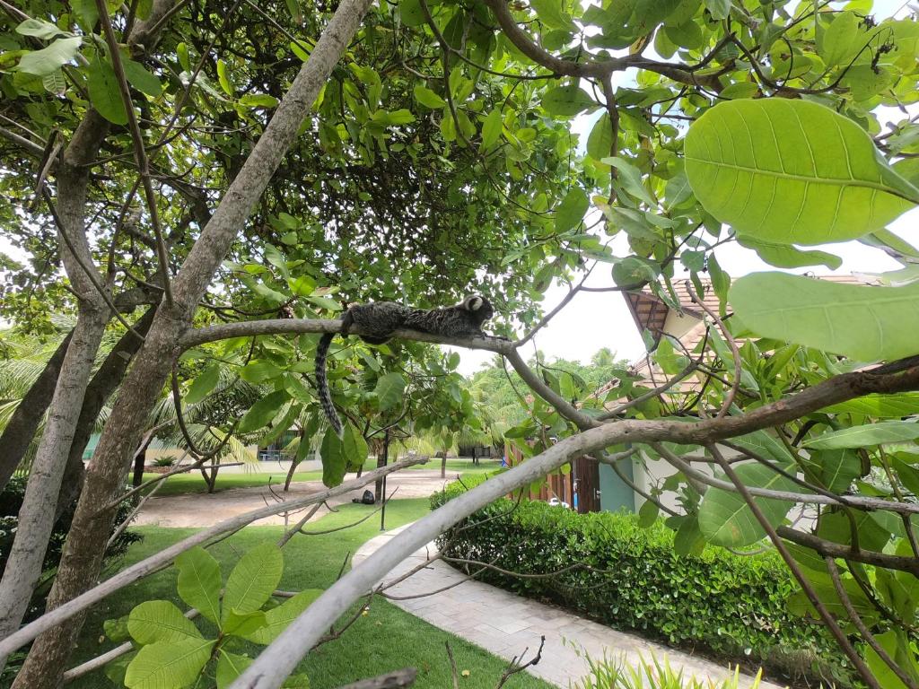  Carneiros Beach Resort - Prime