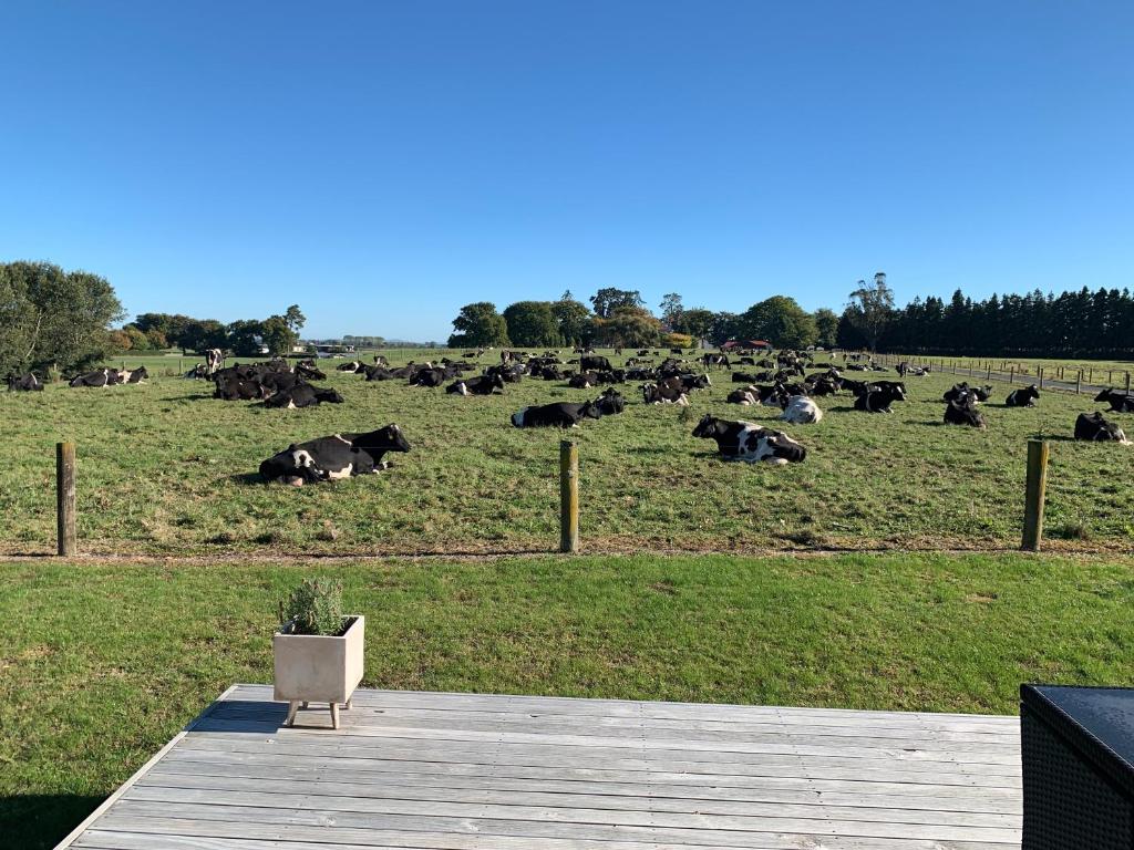 A Place in the Paddock - Resim 19