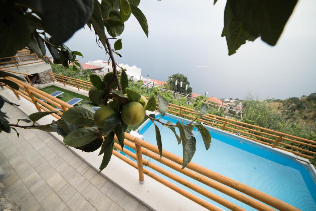 a branch of a tree next to a swimming pool at San Giacomo Relais in Furore