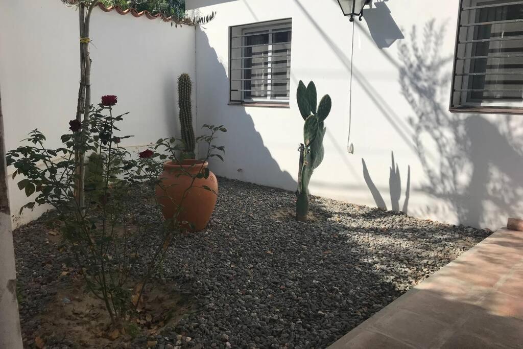 un jardín con cactus y plantas frente a un edificio en Casa Cafayate en Cafayate