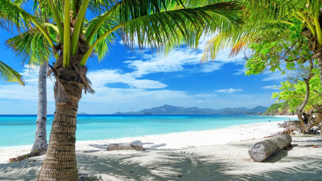 a palm tree on a beach with the ocean at Royale Suites by Arc Royal Luxury Apts in Anse Royale