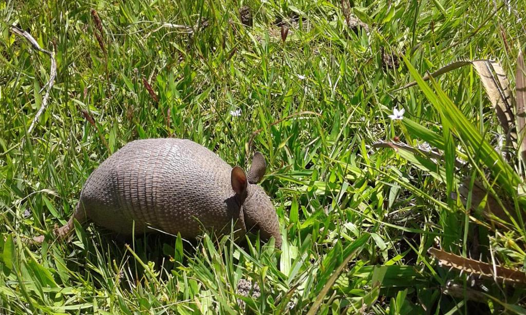 Fotografie z fotogalerie ubytování Los Chajá Ecolodge v destinaci Barra de Valizas