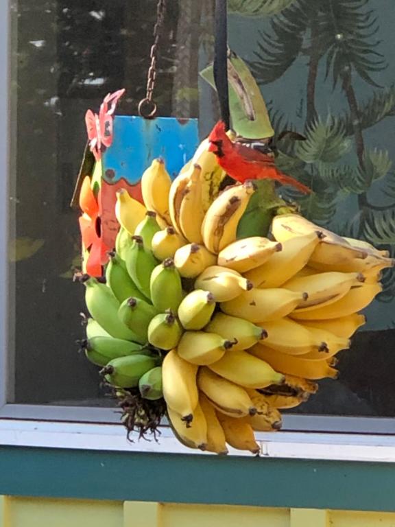 Foto sihtkohas Makawao asuva majutusasutuse Banyan Tree B&B Retreat galeriist