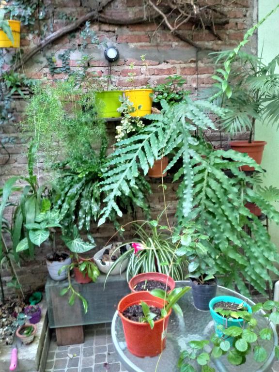 Jardin Secreto - Apartamento Com 1 Quarto