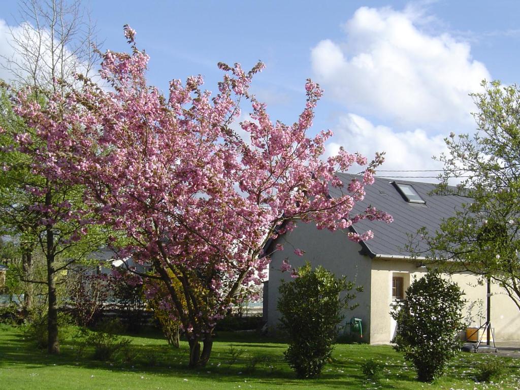 un arbre aux fleurs roses devant une maison dans l'établissement Gîte Paul et Rosalia, à Manneville-la-Raoult